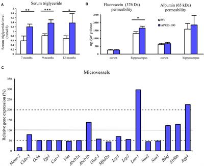 Cerebrovascular Pathology in Hypertriglyceridemic APOB-100 Transgenic Mice